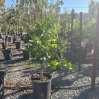 Midnight Valencia Orange Tree