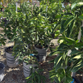 Midnight Valencia Orange Tree