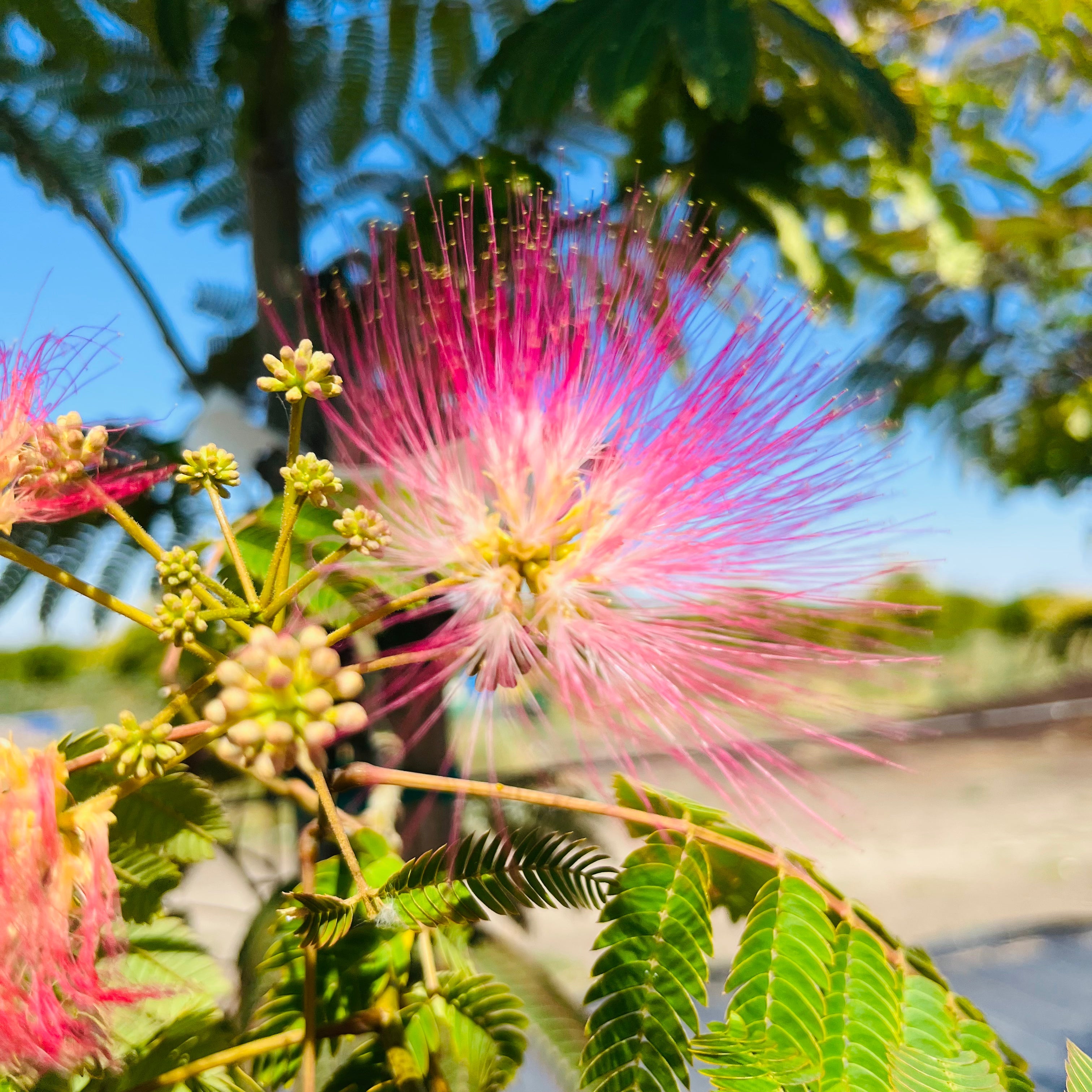 Mimosa Silk Tree