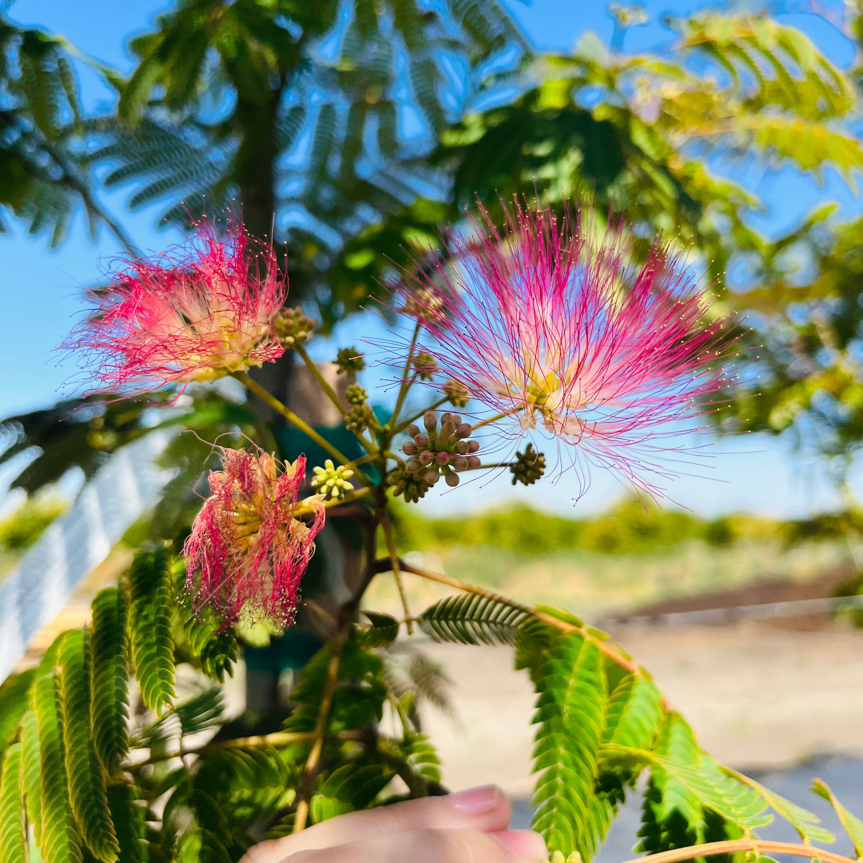Mimosa Silk Tree