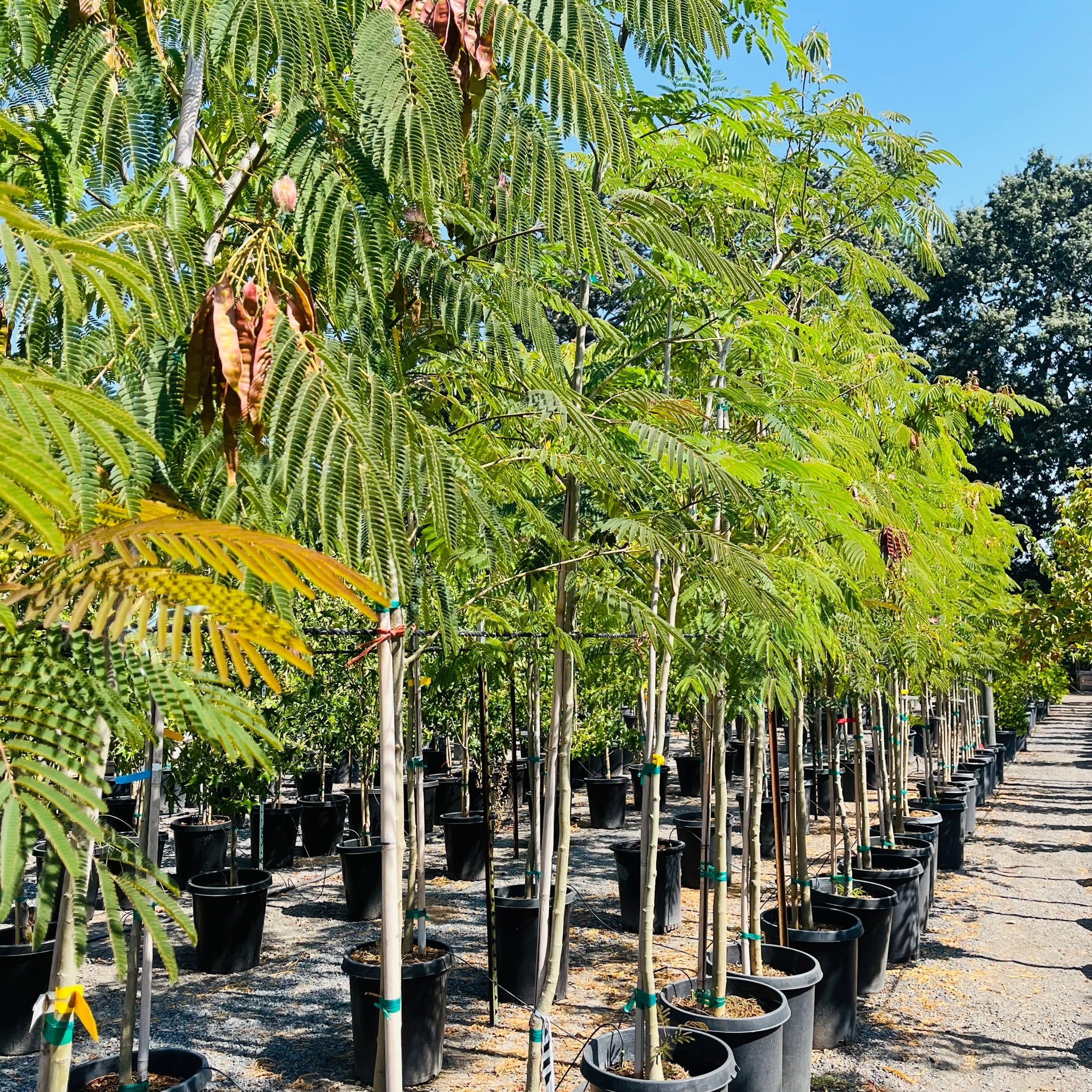 Mimosa Silk Tree