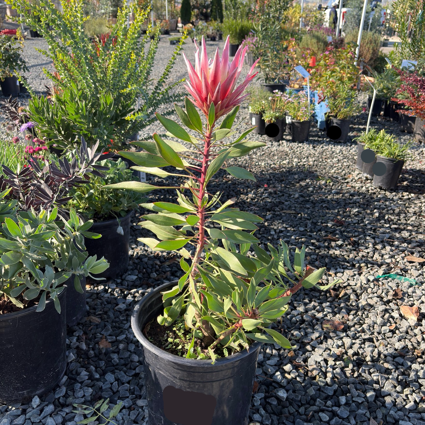 protea indoor plant Mini King Protea Plant
