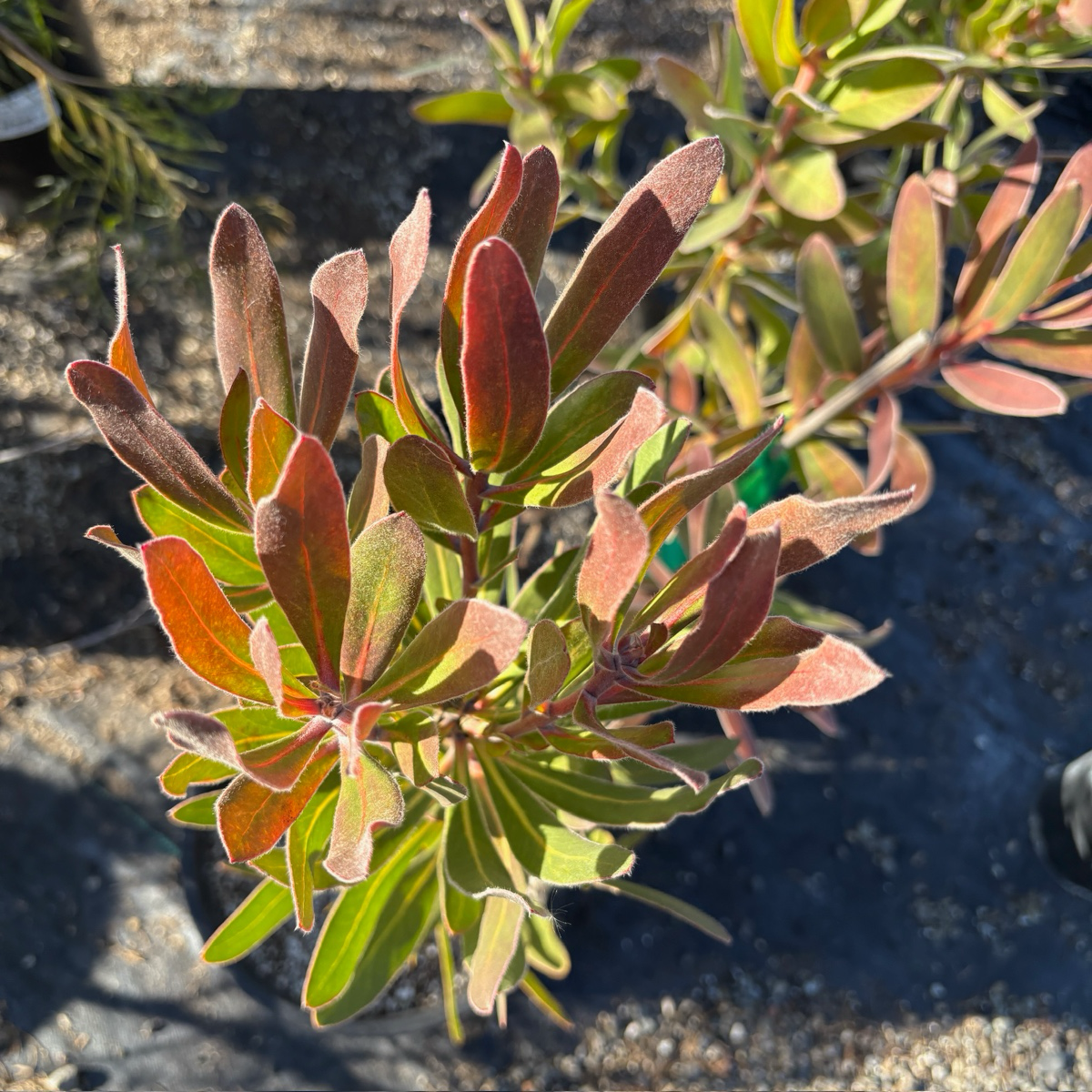 protea indoor plant Mini King Protea Plant