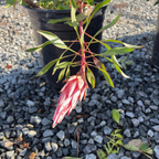 Mini King Protea