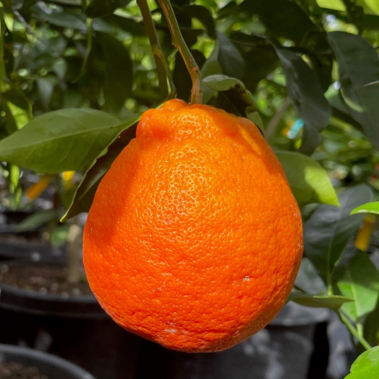 Minneola Tangelo