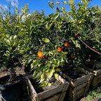 Minneola Tangelo