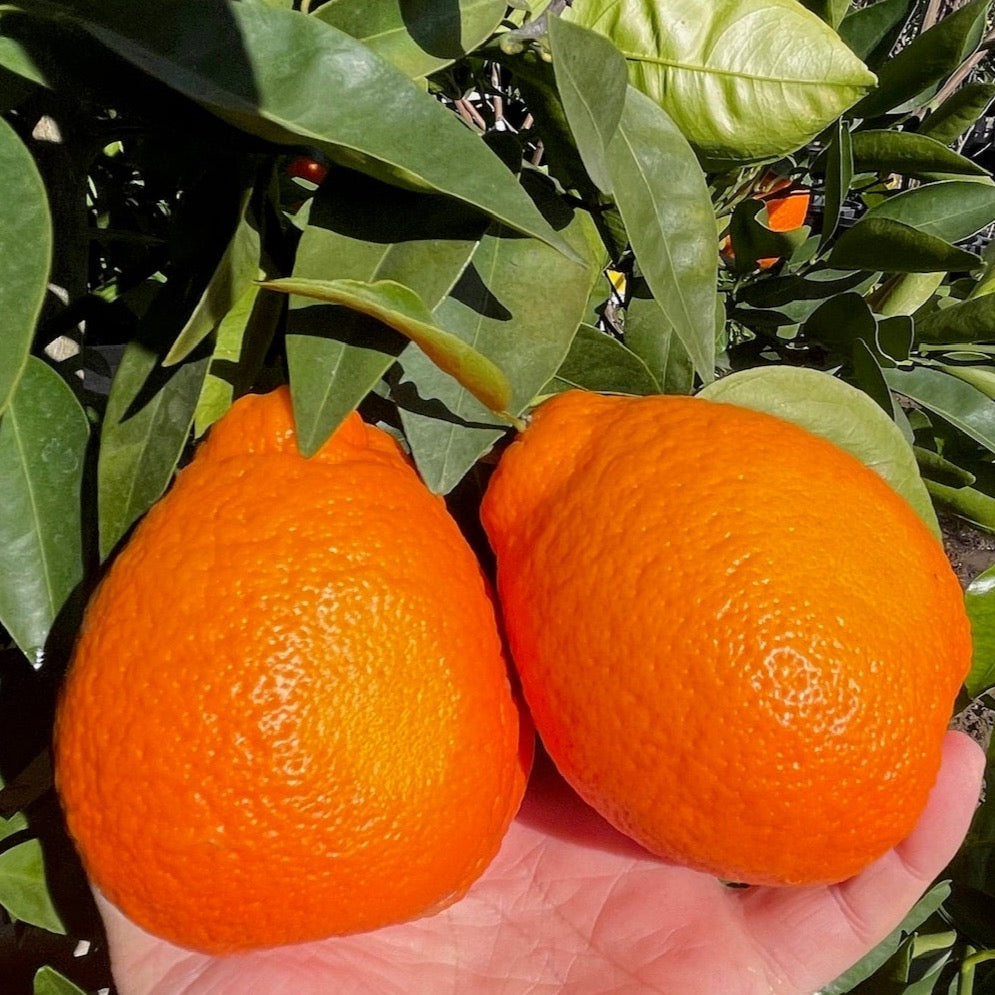 Minneola Tangelo