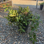 Minuet Weigela
