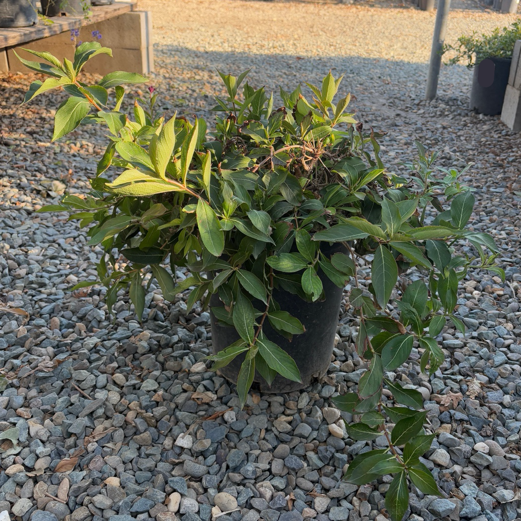 Minuet Weigela