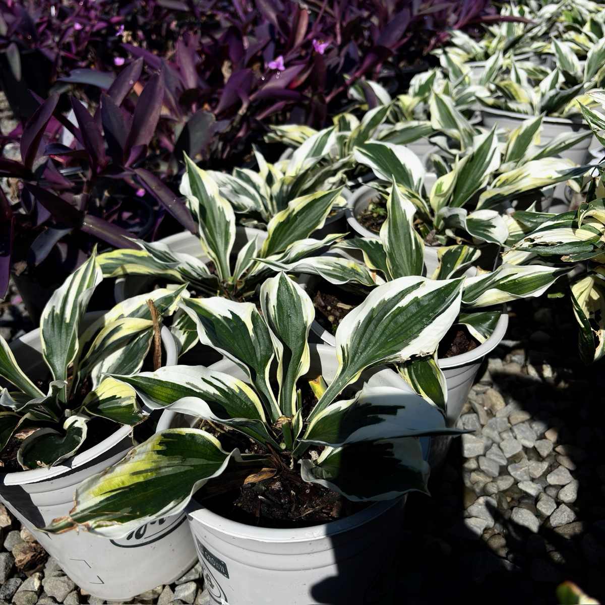 hosta house plant Hosta ‘Minute Man’ – Bold Variegated Shade Perennial for Elegant Gardens