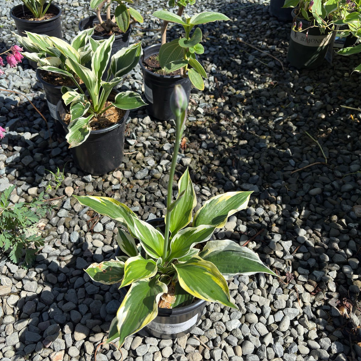 Minute Man Hosta Plantam Lily with variegated leaves on a gravel surface