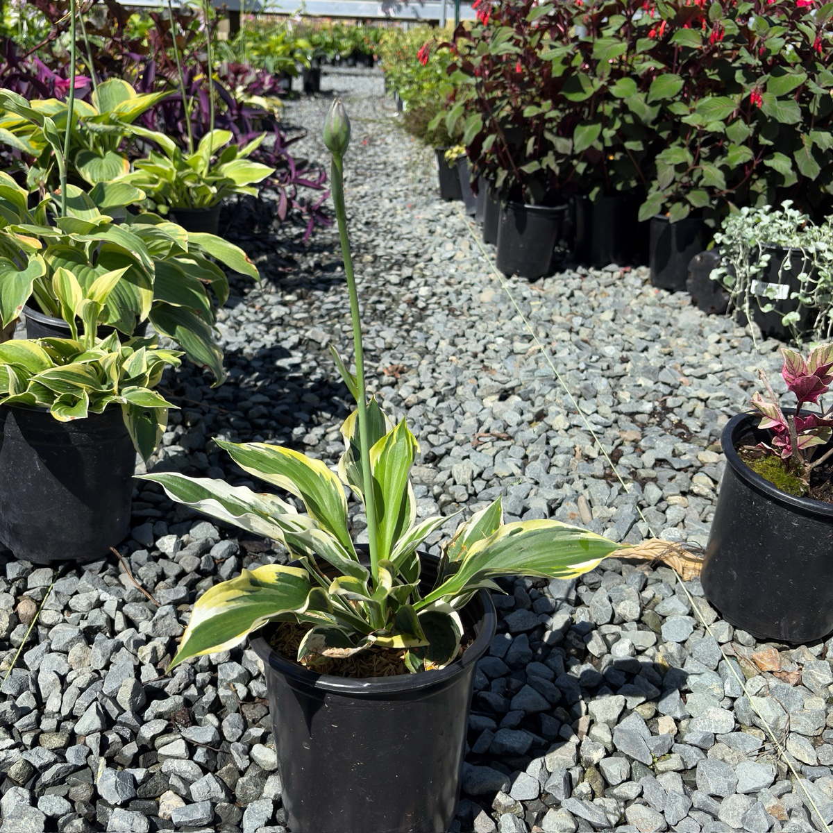 Potted Minute Man Hosta Plantam Lily  in a garden center with other plants and gravel