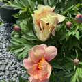 Misaka Iton Peony