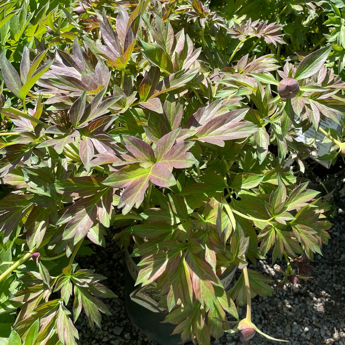 Misaka Iton Peony