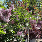 Miss Kim Korean Lilac