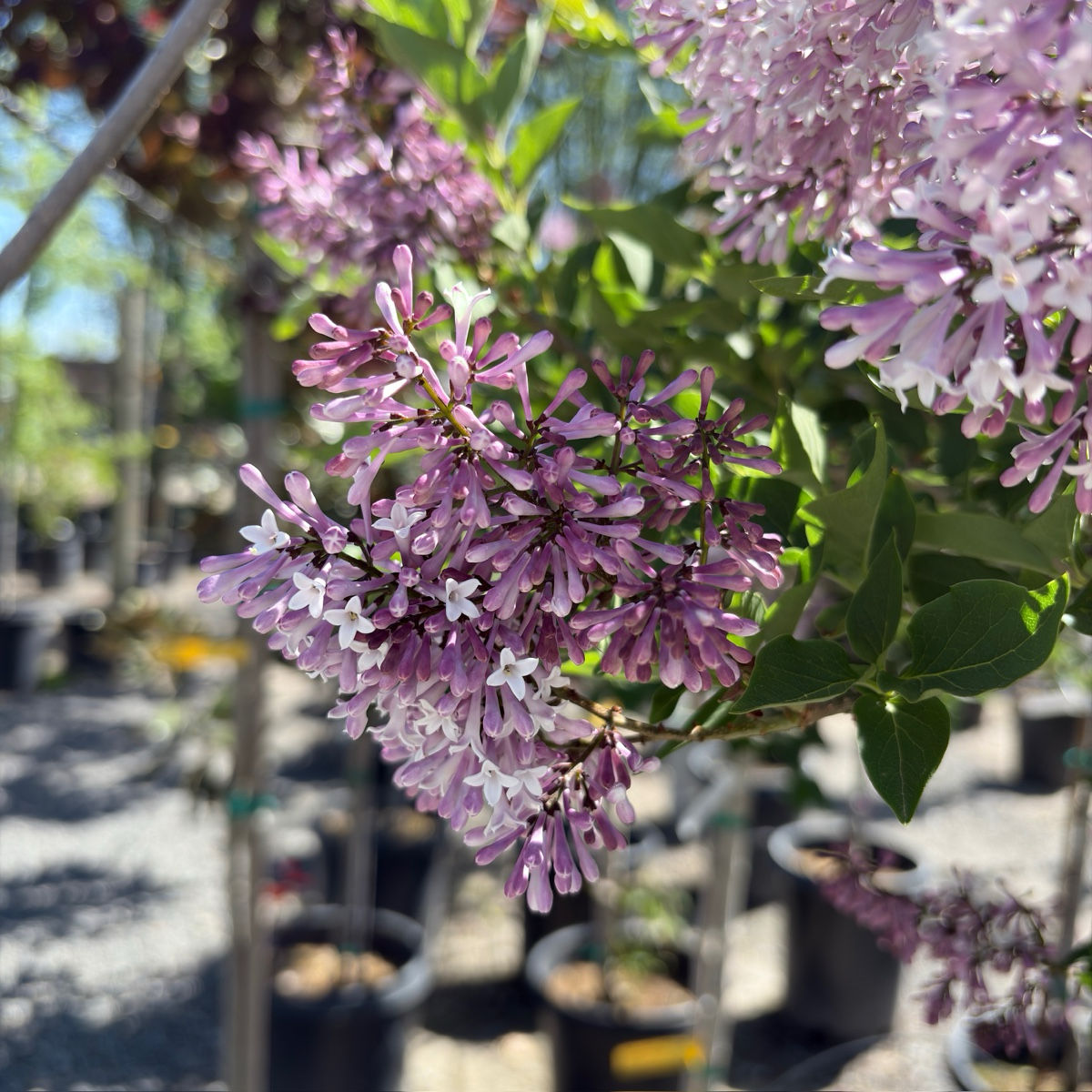 Miss Kim Korean Lilac