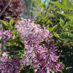Miss Kim Korean Lilac