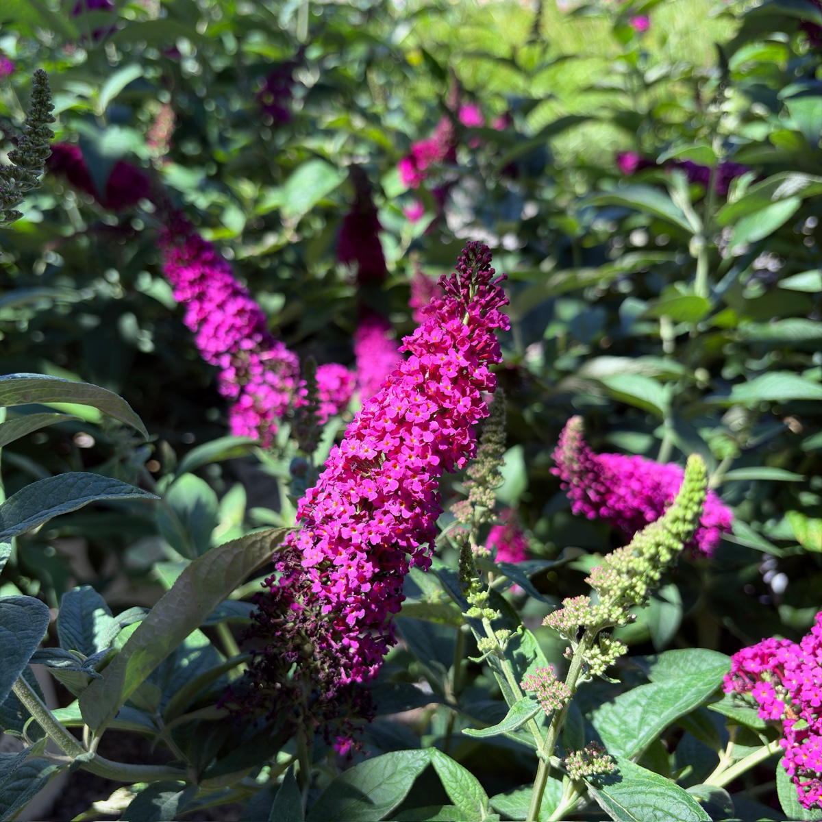 Miss Molly Butterfly Bush