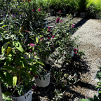 Miss Molly Butterfly Bush