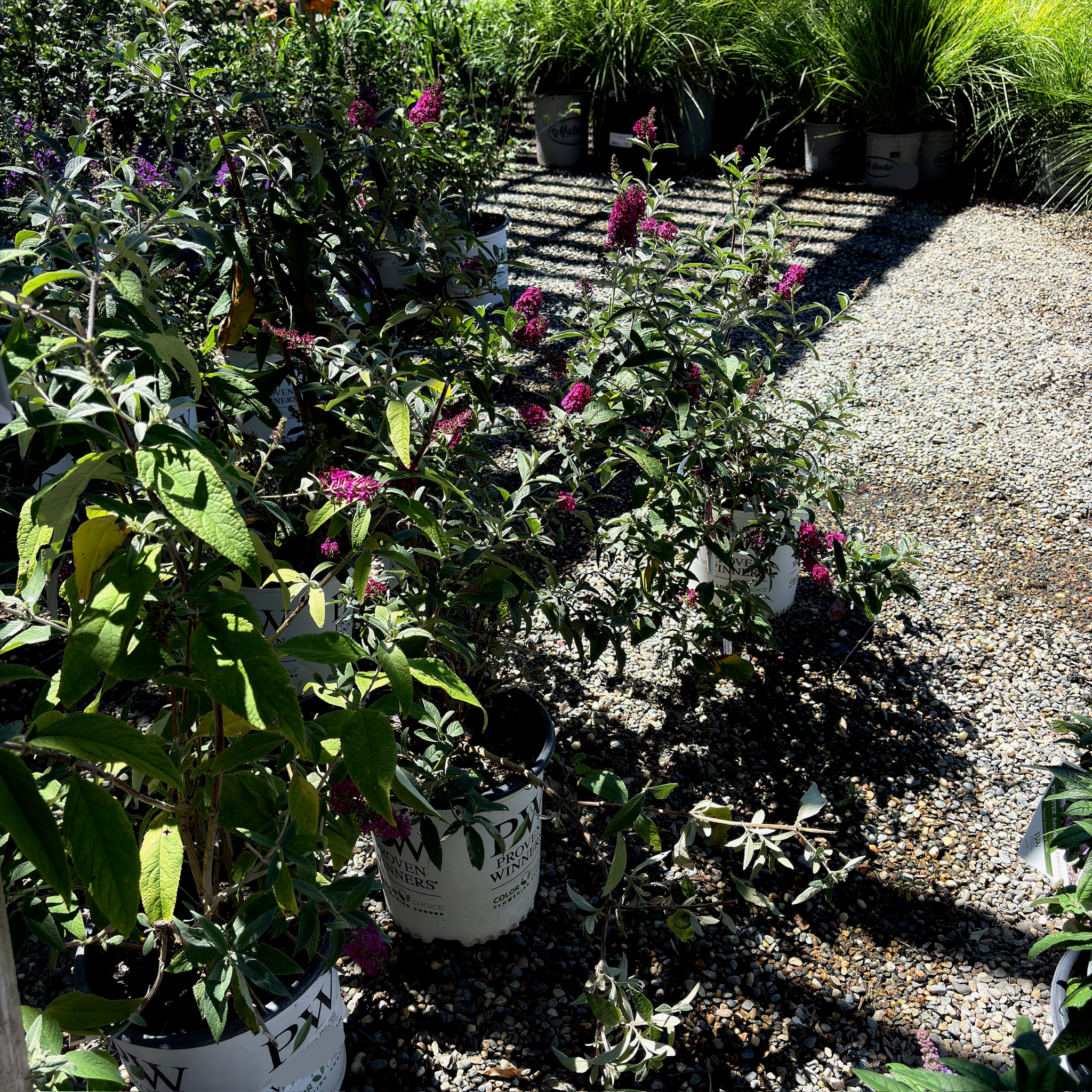 Miss Molly Butterfly Bush