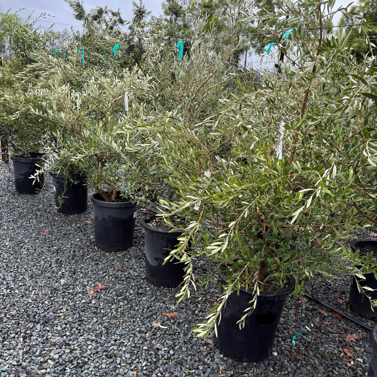 Mission Fruiting Olive Tree | Classic Snacking Olive Variety
