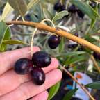 Mission Fruiting Olive