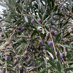 Mission Fruiting Olive