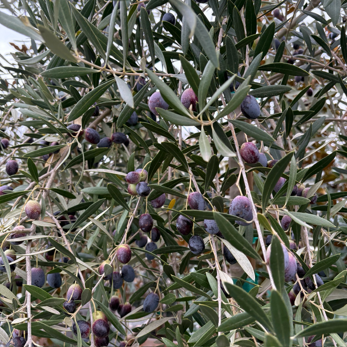 Mission Fruiting Olive