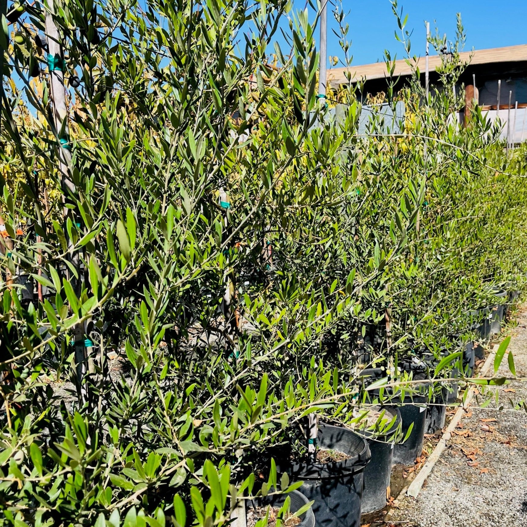 Mission Fruiting Olive