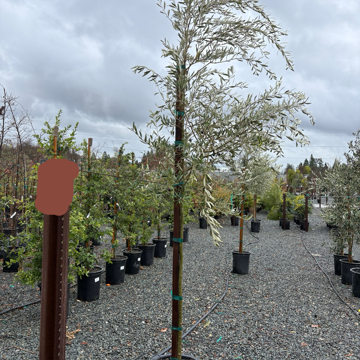 Mission Fruiting Olive