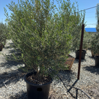 Mission Fruiting Olive