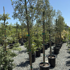 Mission Fruiting Olive