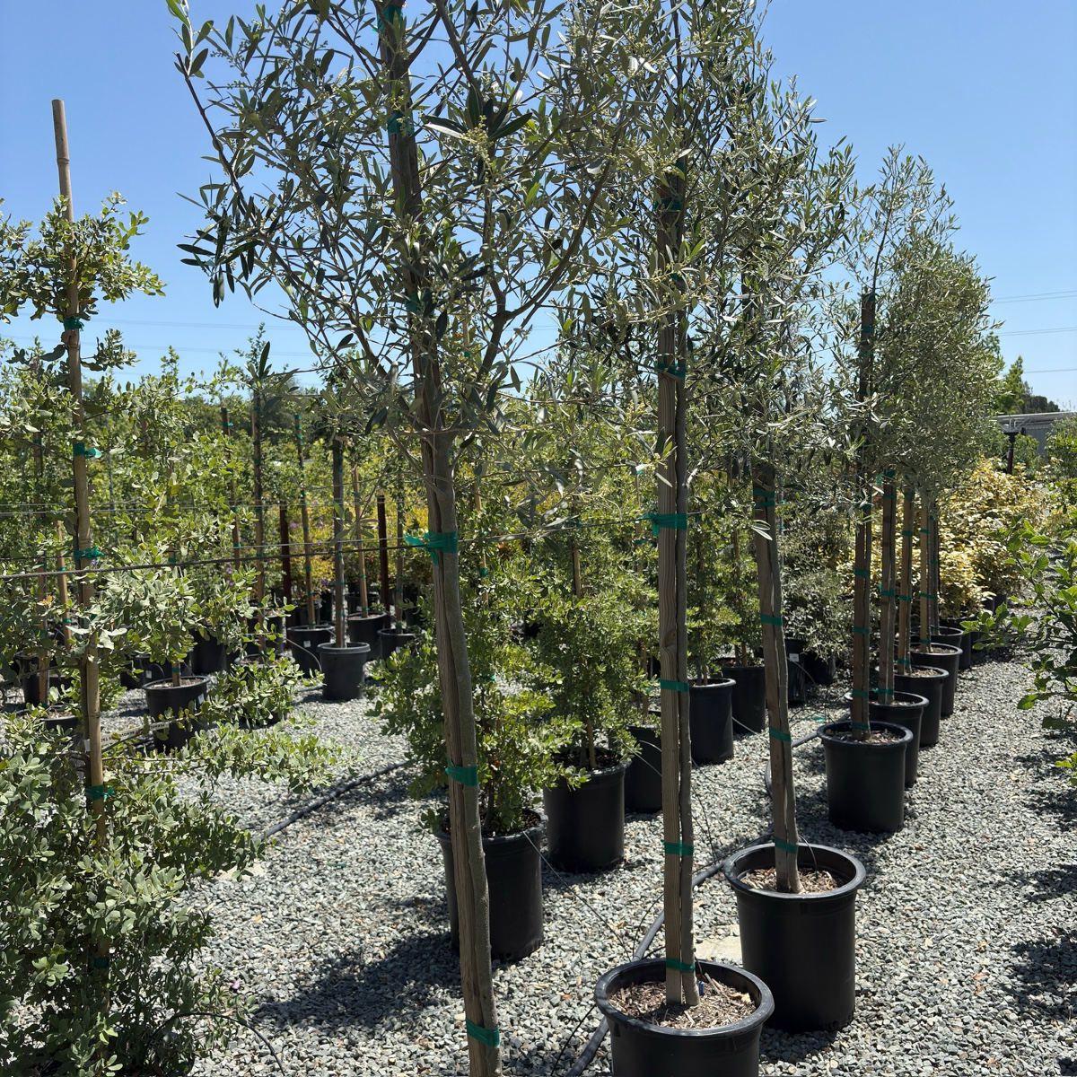 Mission Fruiting Olive