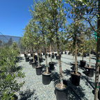 Mission Fruiting Olive Tree