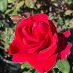 Mister Lincoln Hybrid Tea Rose
