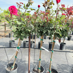 Mister Lincoln Hybrid Tea Rose