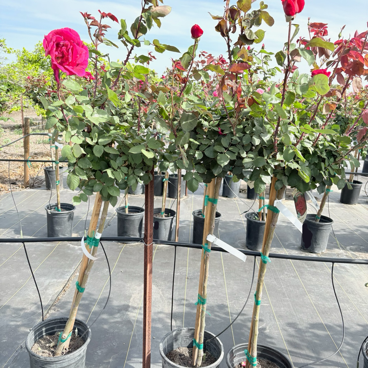 Mister Lincoln Hybrid Tea Rose