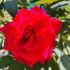 Mister Lincoln Hybrid Tea Rose