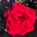Mister Lincoln Hybrid Tea Rose