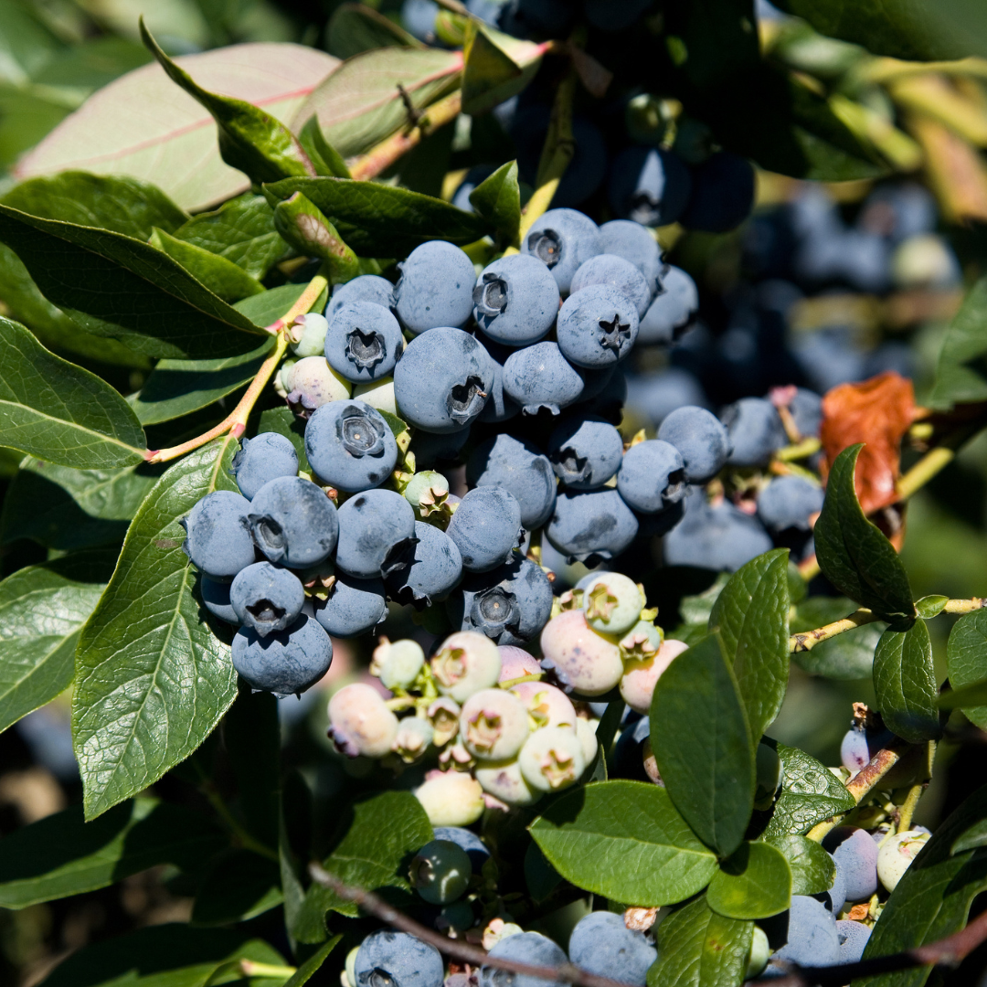 Bunch of Misty Blueberry on a branch with green leaves