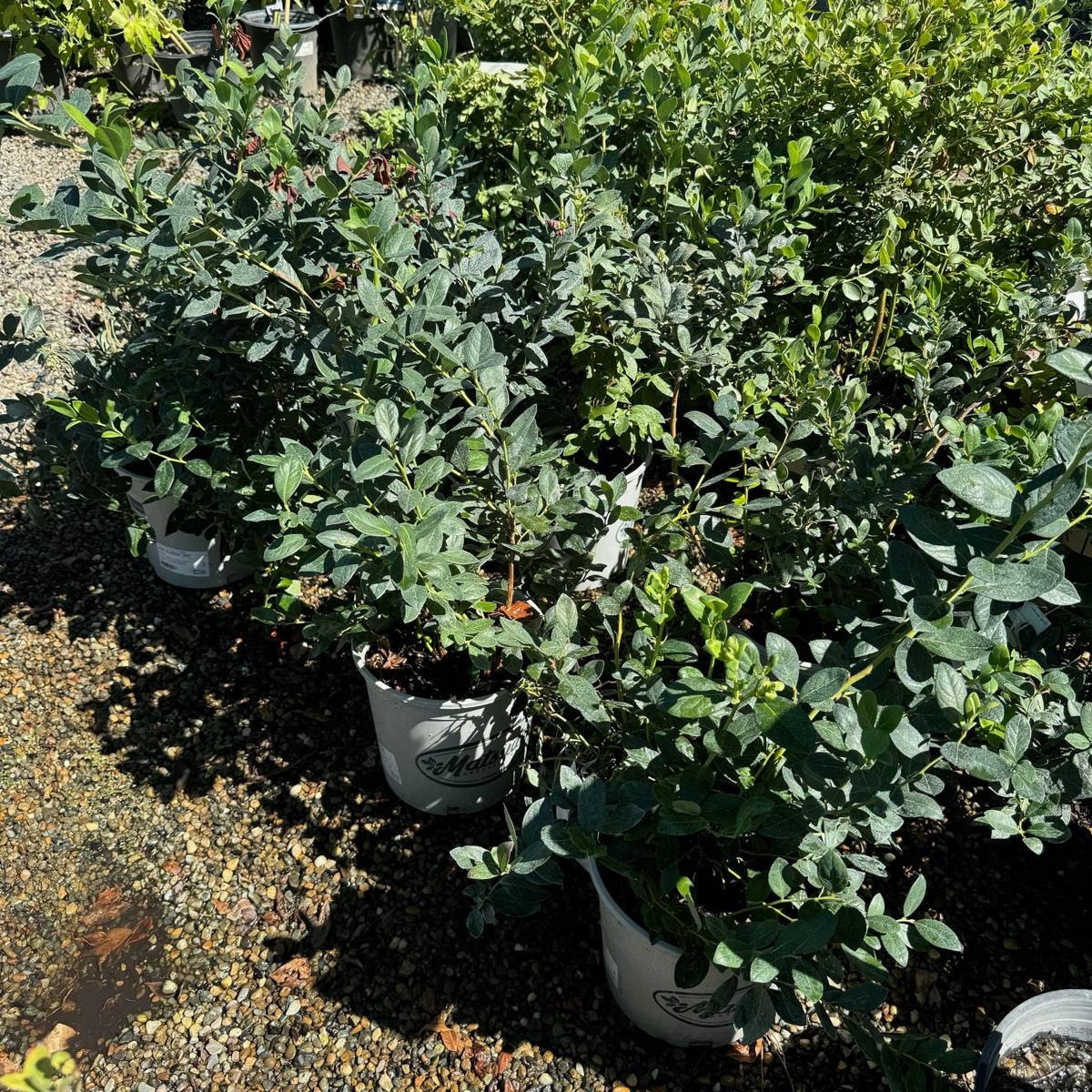 Potted Misty Blueberry in a garden setting with gravel and other plants in the background.