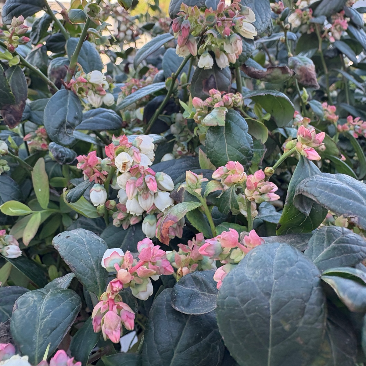 Close-up of a Misty Blueberry bush with pink and white flowers and green leaves.