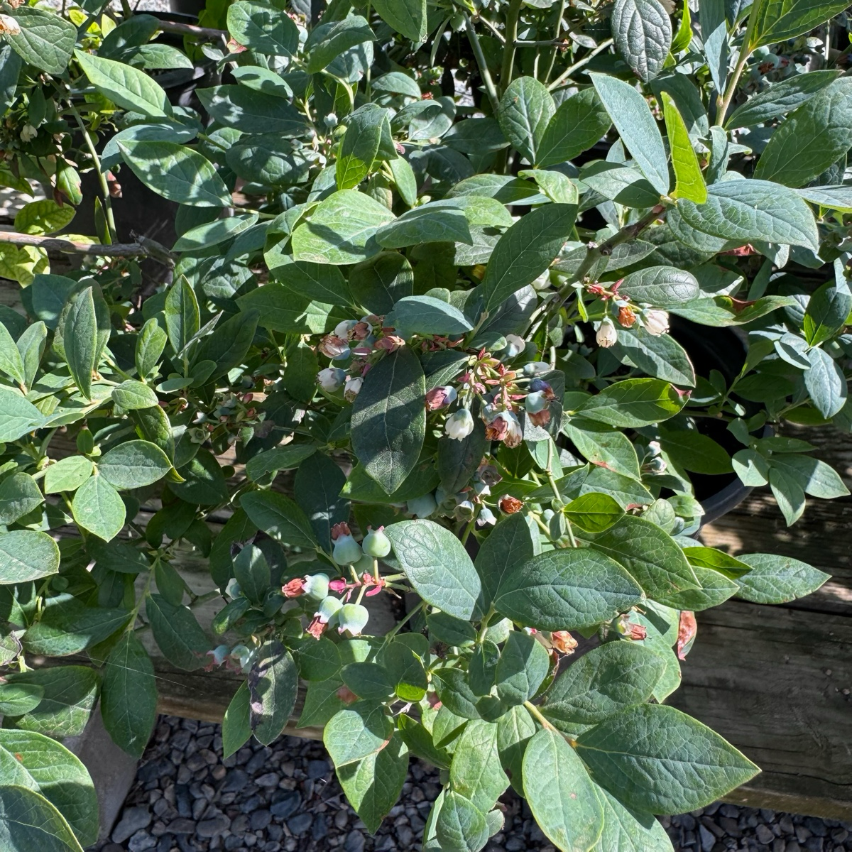Close-up of a Misty Blueberry bush with green leaves and small fruits.