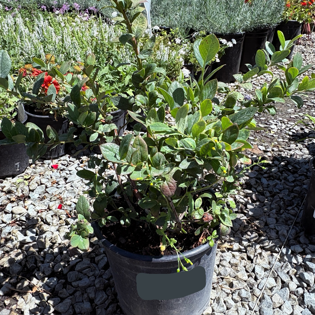 Potted Misty Blueberry plant in a garden setting with gravel and other plants