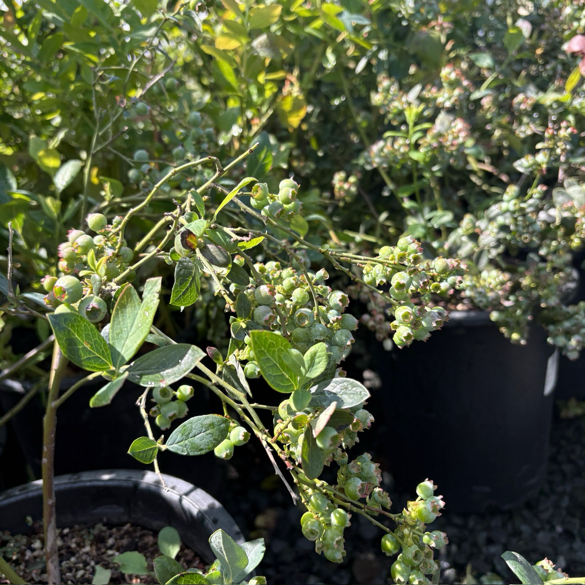 Misty Blueberry plant with small berries and green leaves in a garden setting.
