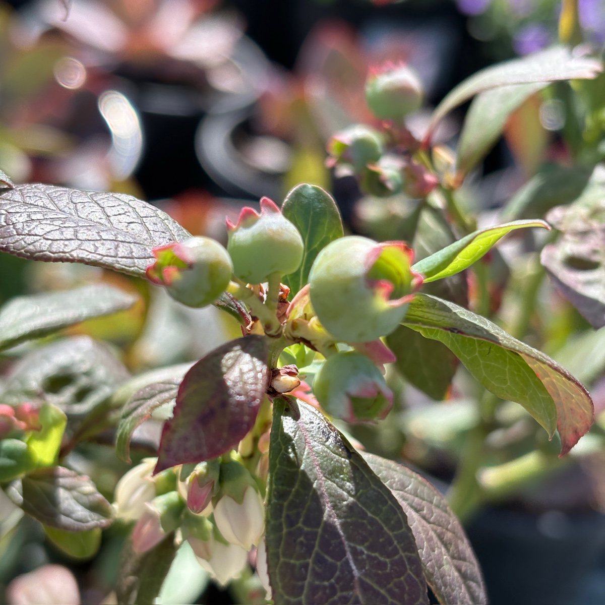 Close-up of green Misty Blueberry buds on a branch with leaves.