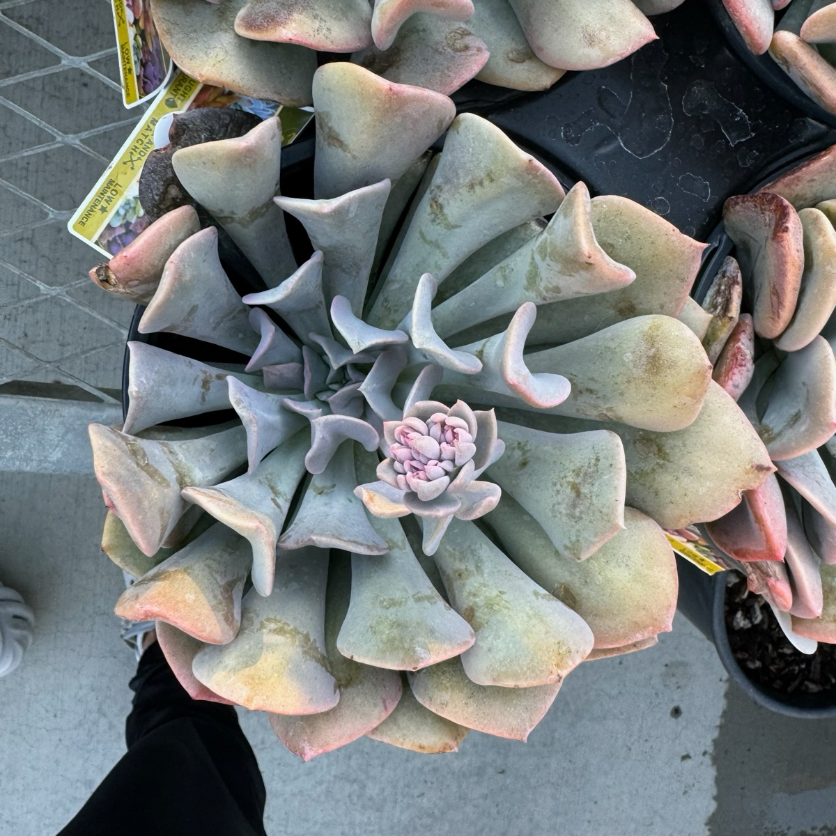 Misty Lilac Echeveria