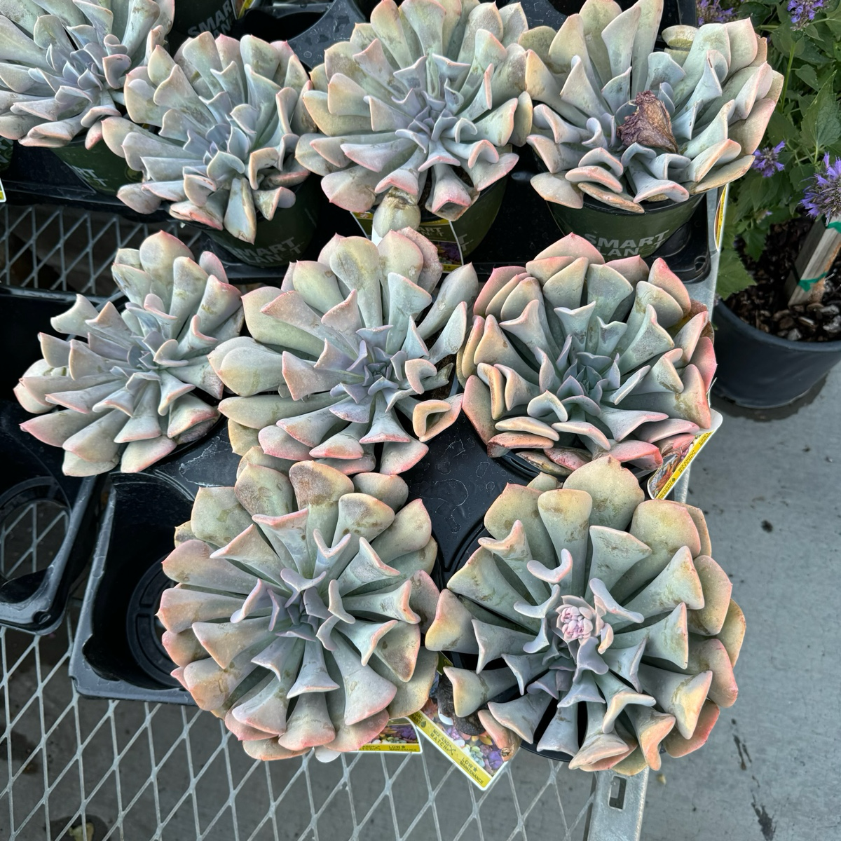 Misty Lilac Echeveria