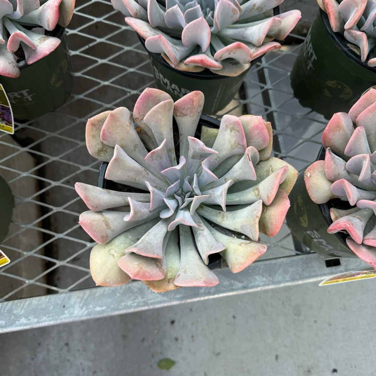 Misty Lilac Echeveria