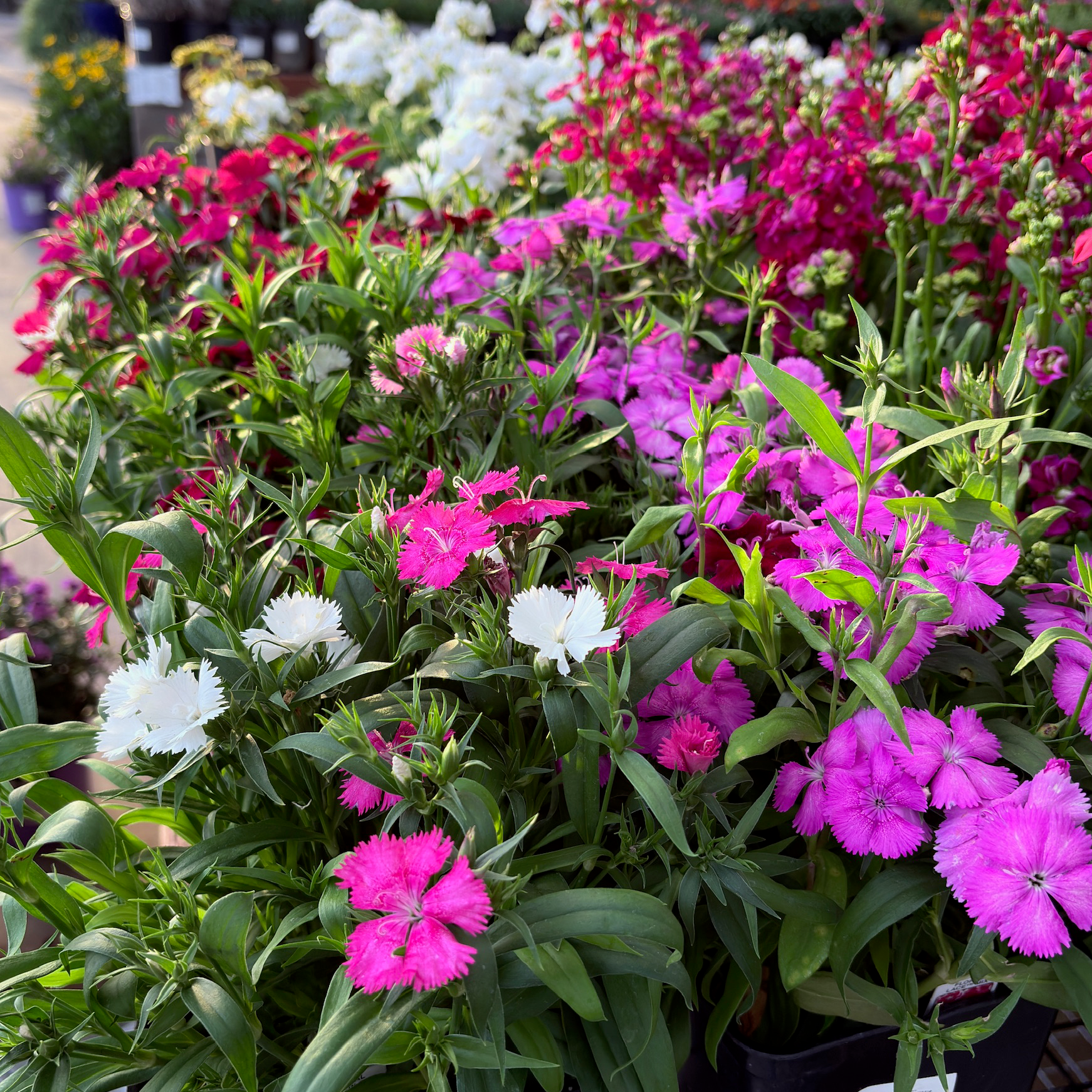 Bouquet of pink, white, and purple Mix Pinks with green leaves.